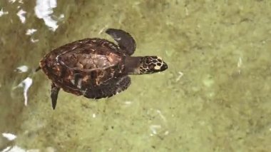 hawksbill deniz kaplumbağası