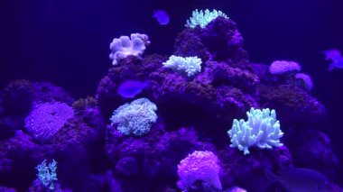 Mercan kayalığı tropikal balık yüzmek