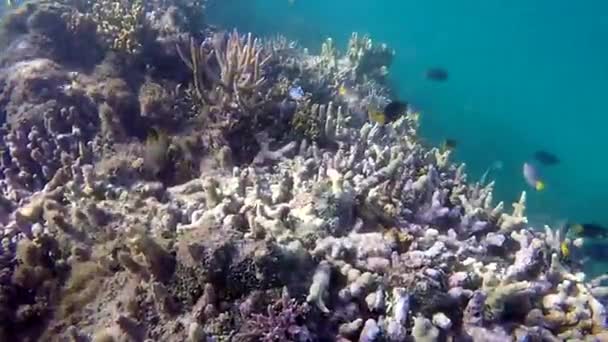 Pesci tropicali nuotano nella barriera corallina nelle Figi — Video Stock