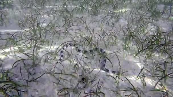 Banded sea krait swim underwater in Fiji — Stock Video