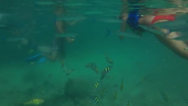 Podmořský život v modré laguny na ostrově Nanuya Lailai Fidži — Stock video