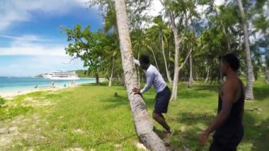 Yerli Fiji erkekler Hindistan cevizi ağacı üzerinde yukarı tırmanmaya nasıl gösterir