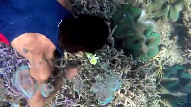 Homme indigène fidjien lors d'un voyage de plongée dans une palourde géante — Video