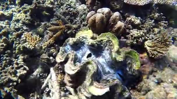 Giant clam underwater in Fiji — Stock Video