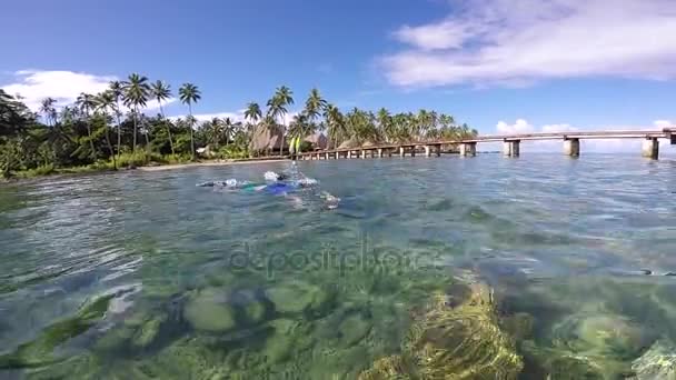 Plongée avec tuba dans une station tropicale aux Fidji — Video
