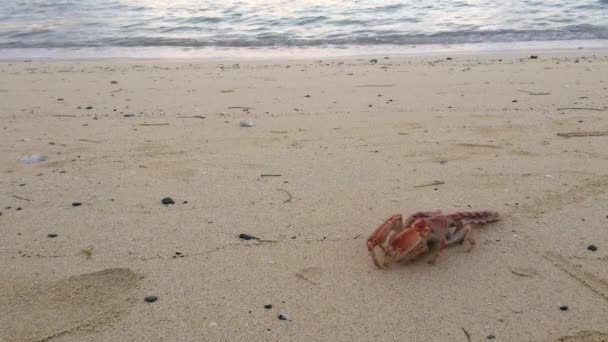 El cangrejo sale del océano y camina sobre la arena — Vídeo de stock