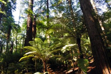 Dev sekoya ormanlar Rotorua North Island Yeni Zelanda'da