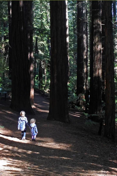 Sisters travel and hikes in Giant redwood forests New Zealand — Stock Photo, Image