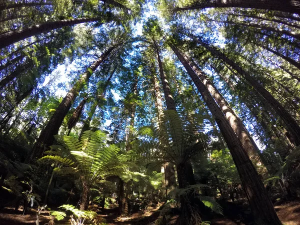 Γίγαντας δάσος Redwood σε Rotorua βόρειο νησί της Νέας Ζηλανδίας — Φωτογραφία Αρχείου