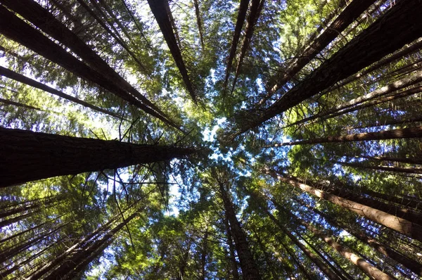 Foreste di sequoie giganti a Rotorua Isola del Nord Nuova Zelanda — Foto Stock