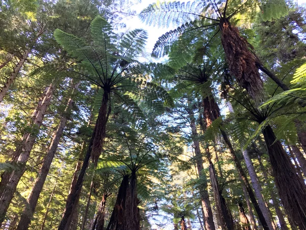 Foreste di sequoie giganti a Rotorua Isola del Nord Nuova Zelanda — Foto Stock