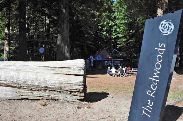 Visitatori nelle foreste di sequoie giganti Nuova Zelanda — Foto Stock