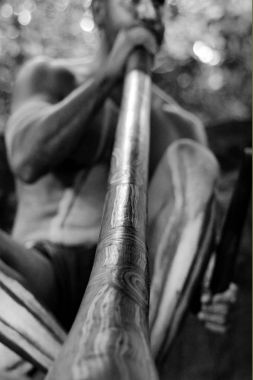 Yirrganydji yerli man oyun yerli müzik didgeridoo üzerinde