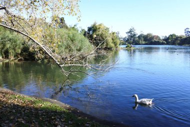 Auckland yeni Zealan parkında Western Springs beyaz kaz yüzmek
