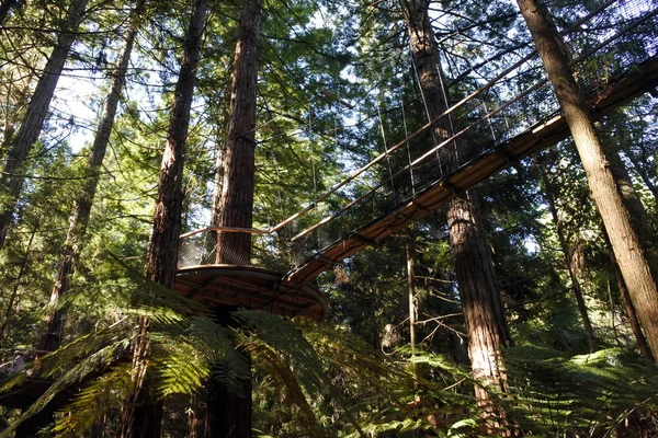 Redwoods Treewalk em florestas de sequoias gigantes em Rotorua Nova Zelândia — Fotografia de Stock