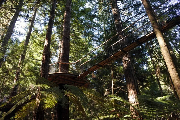 Redwoods Treewalk på jätte Redwoods skogar i Rotorua nya Zeala — Stockfoto