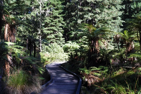 Redwoods erdők Rotorua Új-Zéland — Stock Fotó