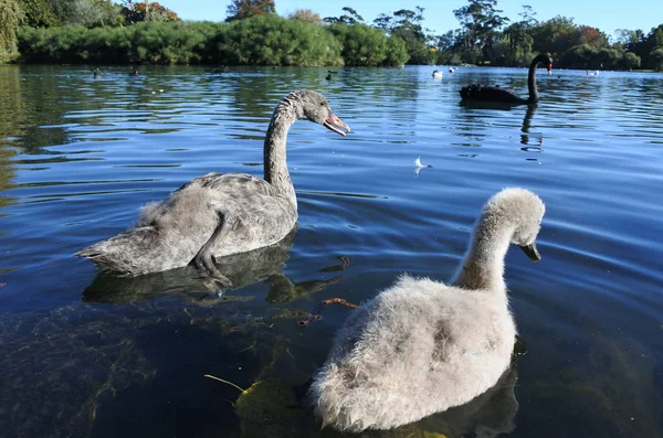 Wild Black Swan family — Stock Photo, Image
