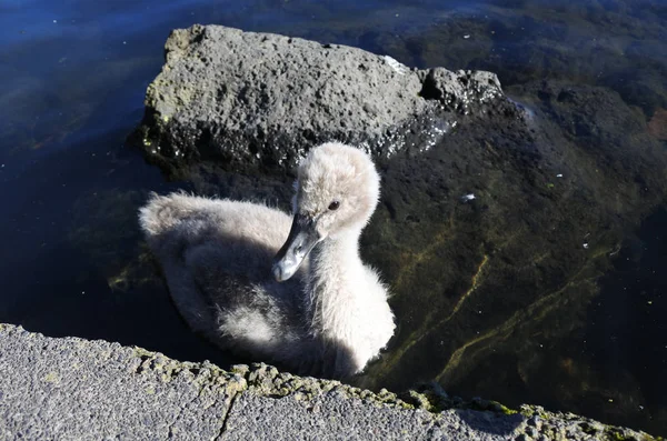 Wild Baby Black Swan — Stock Photo, Image