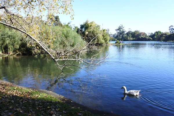 Λευκές χήνες κολυμπούν στο πάρκο Western Springs σε Auckland, νέα Zealan — Φωτογραφία Αρχείου