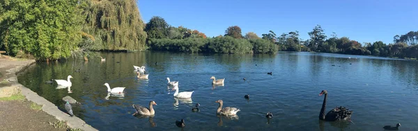 Πάρκο Western Springs σε Auckland της Νέας Ζηλανδίας — Φωτογραφία Αρχείου