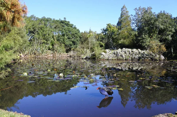 Australasiatisches Sumpfhuhn pukeko — Stockfoto