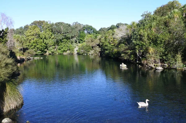 Gansos brancos nadam no parque Western Springs em Auckland, Nova Zelândia — Fotografia de Stock