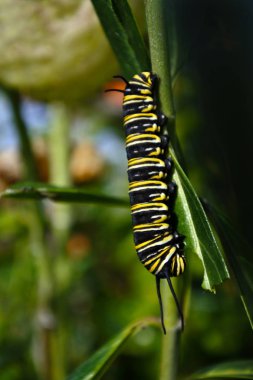 Monarch kelebek tırtıl böcek