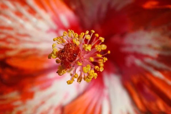 Γύρη τροπική λουλούδι ιβίσκου — Φωτογραφία Αρχείου
