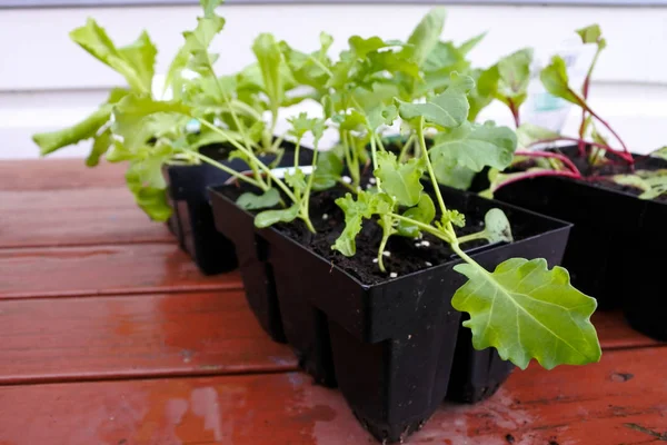 Jonge zaailing van verse groene planten — Stockfoto