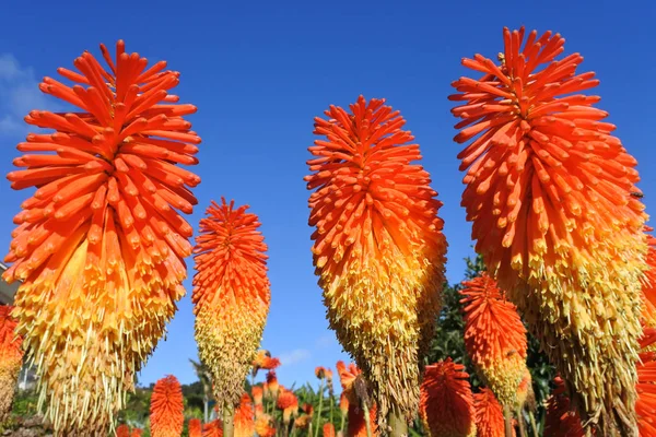 REDHOT poker rostlin - ohnivé barevné Kniphofia — Stock fotografie