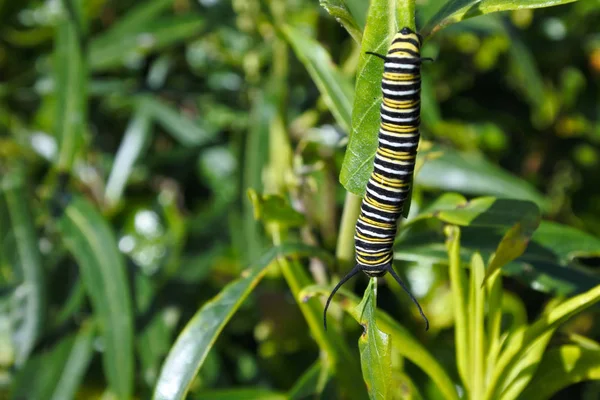 Monarch kelebek tırtıl böcek — Stok fotoğraf