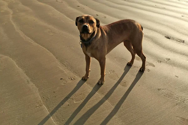 Brun amerikanska Bandogge Mastiff — Stockfoto