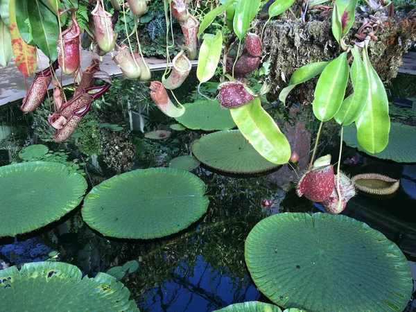 Nepenthes alata - тропический кувшин — стоковое фото