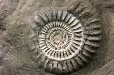 Sarmal fosil kaya yüzeyi