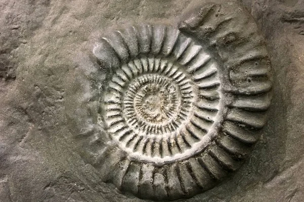 Superfície de rocha fóssil espiral — Fotografia de Stock