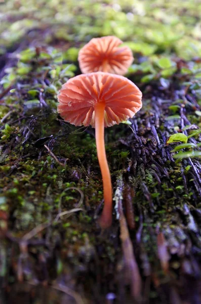 Orange mushrooms growing wild from birch tree bark — Stock Photo, Image