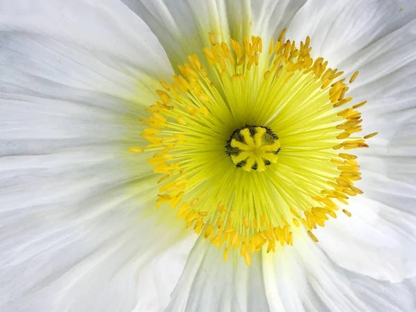 Fond de fleurs blanches Anemone coronaria — Photo