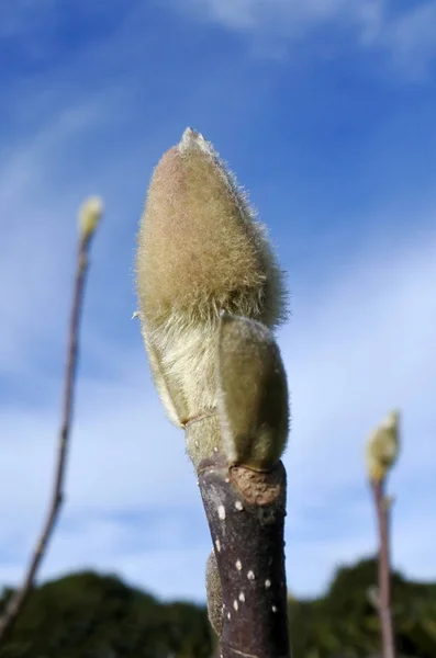 Detalle de brote de almendro —  Fotos de Stock