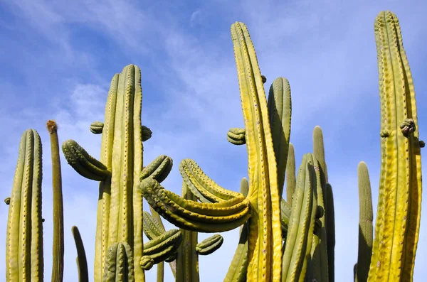 Stenocereus thurberi -Organpipe cactus — Stock Photo, Image