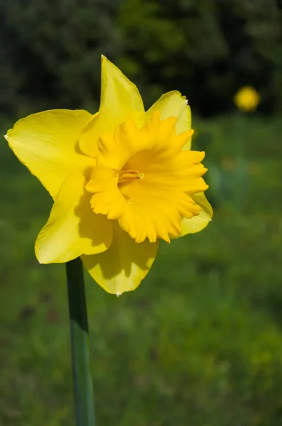 Flor amarela de narciso — Fotografia de Stock