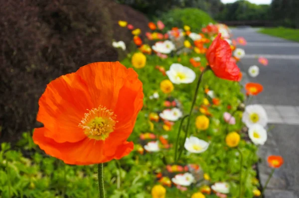 Les fleurs d'anémone coronaire fleurissent dans la garde — Photo