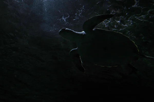 Tortue de mer verte nager sous l'eau dans la nuit sombre — Photo