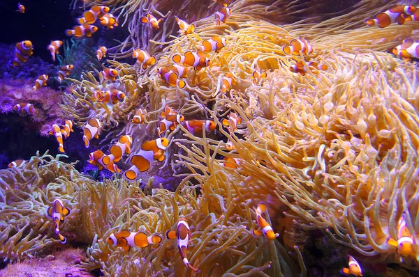 Ocellaris clownfish swim in coral sea — Stock Photo, Image