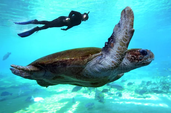 绿海龟昆士兰澳大利亚 — 图库照片