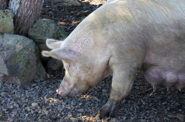 Dişi domuz çim yeme