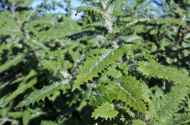 Urtica ferox ısırgan otu 