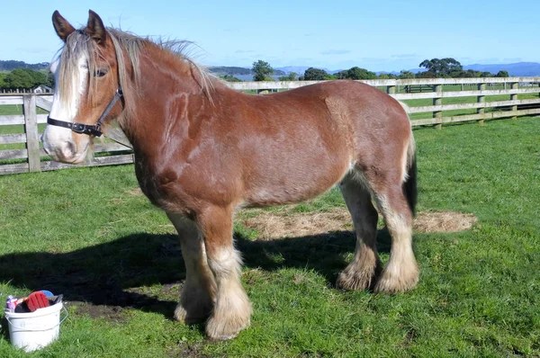Clydesdale konia w gospodarstwie konie — Zdjęcie stockowe