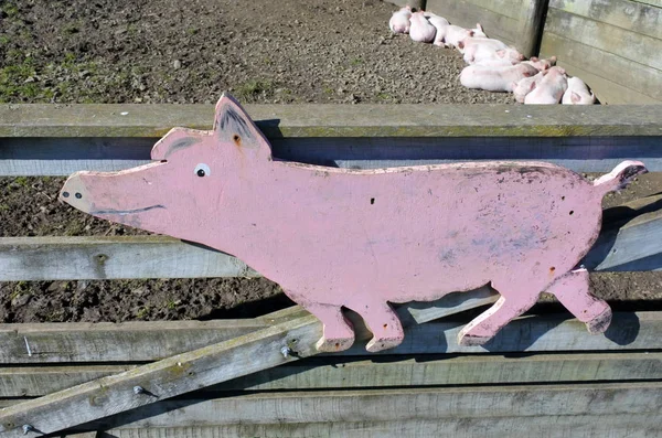 Smågrisar i grisfarm — Stockfoto