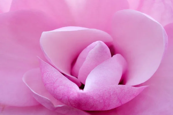 Fleur rose Fond abstrait — Photo